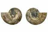 Cut & Polished, Agatized Ammonite Fossil - Madagascar #191603-1